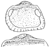 Taxodonta