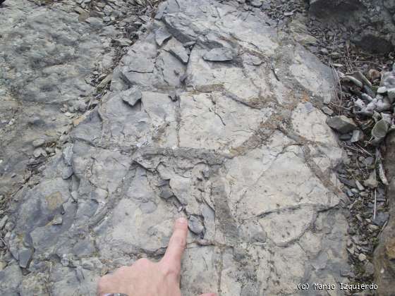 Santa Cruz de Yanguas: Icnofósiles de ornitópodos (iguanodóntido
