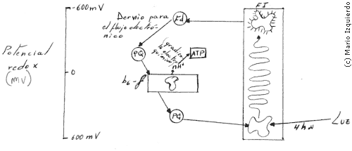 Cesión de electrones