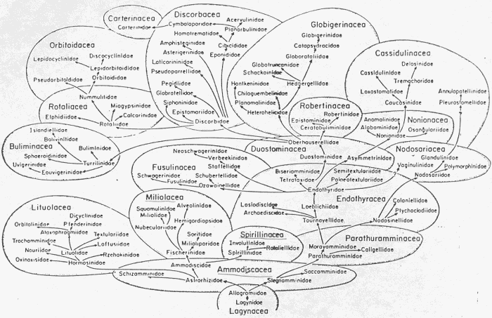 Relaciones filogenéticas