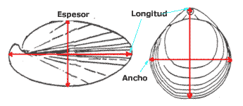 Dimensiones