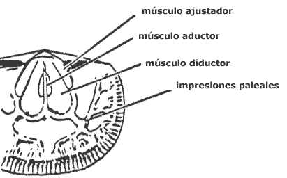 Músculos Braquiópodos