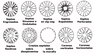 Tipos de septo en un coral rugoso