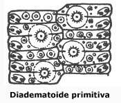 Placas de tipo Diadematoide Primitiva