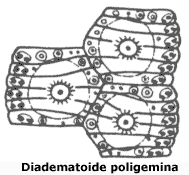 Placas de tipo Diadematoide poligemina