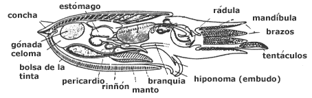 Morfología general cefalópodo concha interna