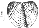 Striaptychus