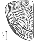 Praestriaptychus