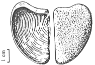 Laevaptychus