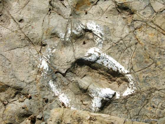 Ventosa de San Pedro: Icnofósiles de Terópodos