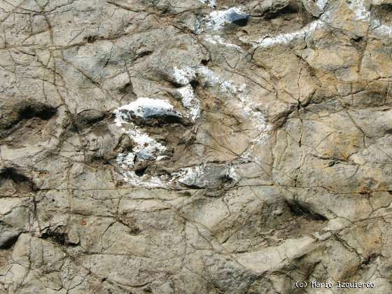 Ventosa de San Pedro: Icnofósiles de Terópodos
